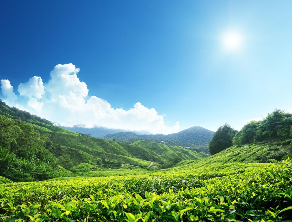 Homestay Cameron Highlands Mikayla Zewnętrze zdjęcie
